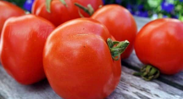 Popis odrůdy rajčat atol, její vlastnosti a výnos